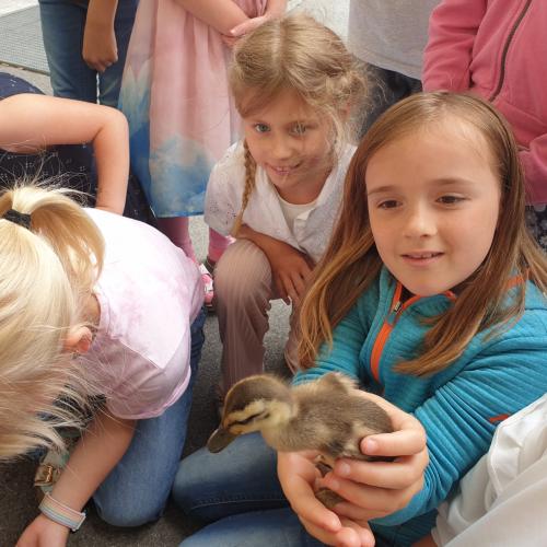 Enten