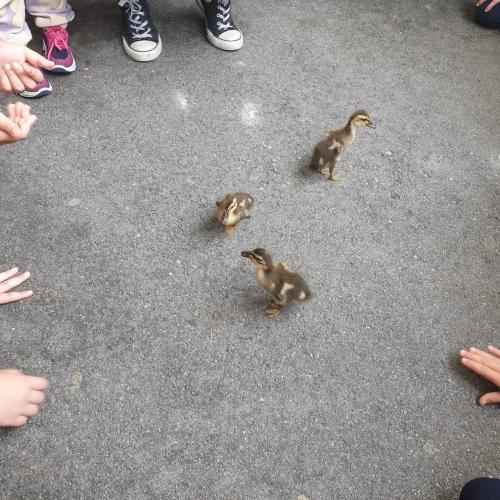 Enten