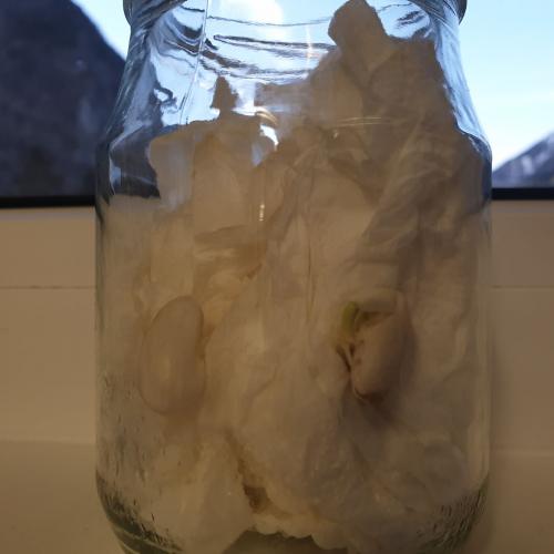 Hochbeet