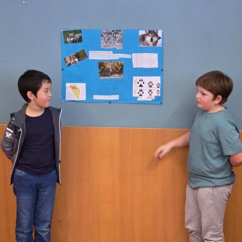 Referat der mexikanische Wolf