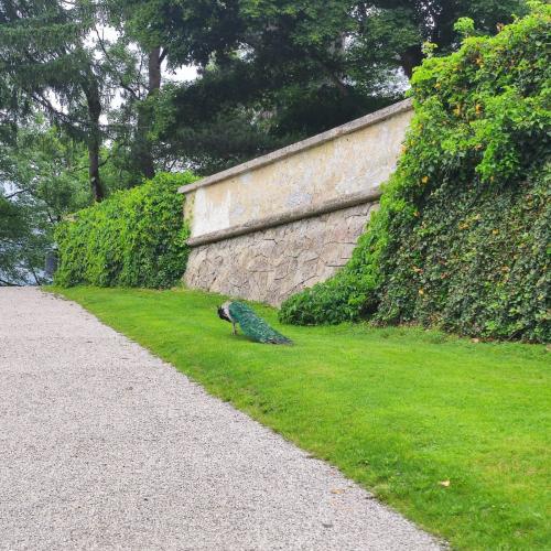 pfau
